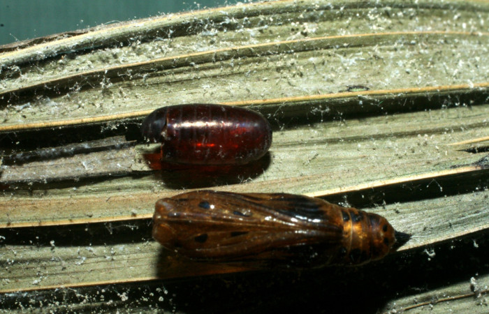 Fig. 7. Muda de pupario familia (Tachinidae) especie <i>Hyphantrophaga virilis</i></i>, (subfamilia Exoristinae), parásito de la larva <i>Tithraustes</i></i> noctilucesICG02. Voucher 08-SRNP-767-DHJ453104.jpg