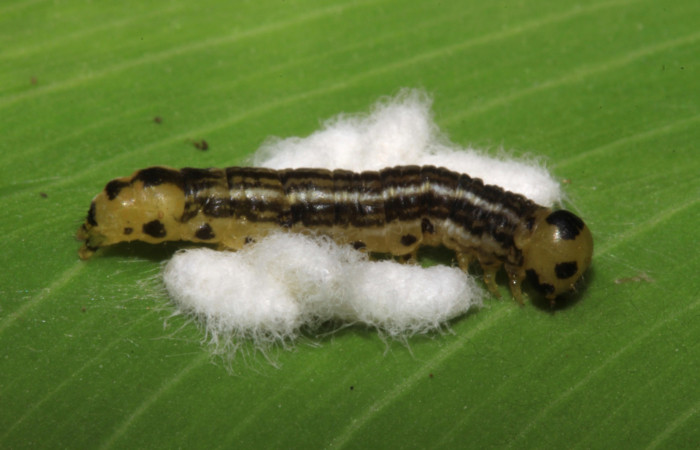 Fig 4. Capullos de parásito mgJanzen01 Janzen01 de familia (Braconidae), pegado a larva <i>tihraustes</i></i> noctilucesICG02.
Voucher 14-SRNP-31601-DHJ721380.jpg

