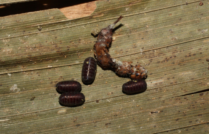 Fig. 6. Puparios de familia (Tachinidae) entre el suelo y la hojarasca,  parásito de la larva <i>Tithraustes</i></i> noctilucesICG02. Voucher 15-SRNP-20324-DHJ710266.jpg.