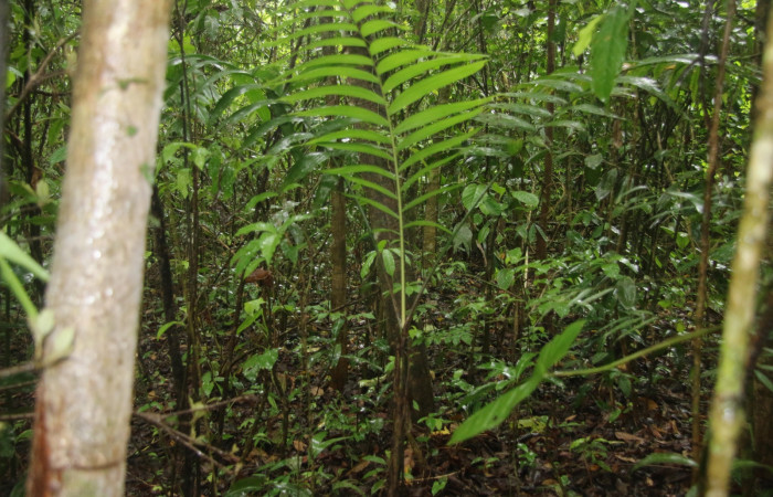 Fig 13.  Planta hospedera de <i>Tithraustes</i></i> noctilucesICG02  <i>Chamaedorea tepejilote</i></i>
