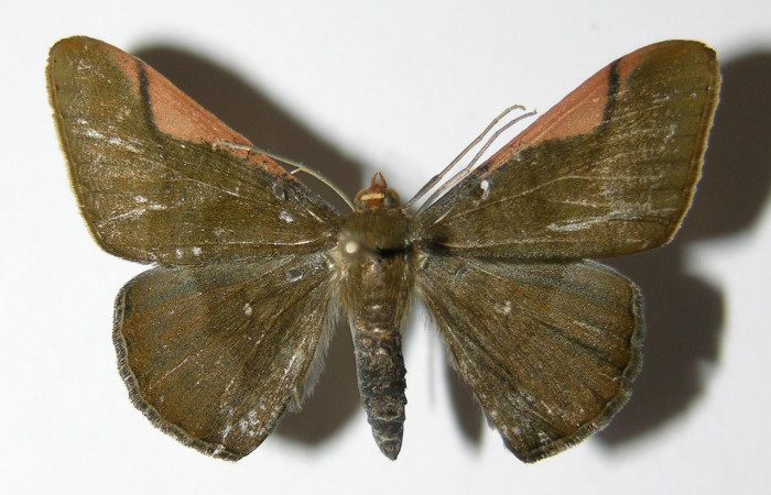 Fig. 10. Macho de <i>Sphacelodes vulneraria</i></i> (Geometridae), vista dorsal, Voucher: 05-SRNP-12686-DHJ325584.