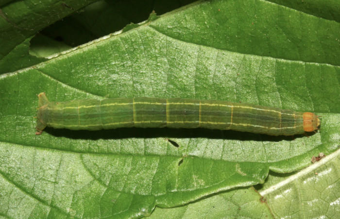 Fig. 1. Larva de <i>Sphacelodes vulneraria</i></i> (Geometridae) comiendo <i>Gouania polygama</i></i> (Rhamnaceae) Voucher: 17-SRNP-31563-DHJ739258.