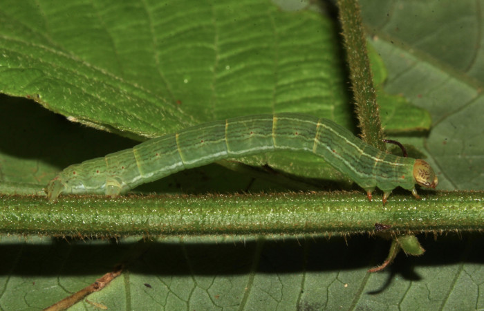 Fig. 2. Larva de <i>Sphacelodes vulneraria</i></i> (Geometridae) comiendo <i>Gouania polygama</i></i> (Rhamnaceae) Voucher: 18-SRNP-31647-DHJ746682.