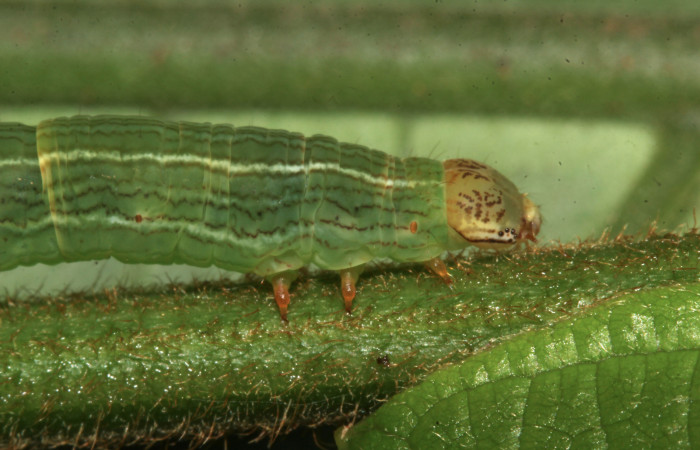 Fig. 5. Detalle patas anteriores de <i>Sphacelodes vulneraria</i></i> (Geometridae) comiendo <i>Gouania polygama</i></i> (Rhamnaceae) Voucher: 18-SRNP-31647-DHJ746687.