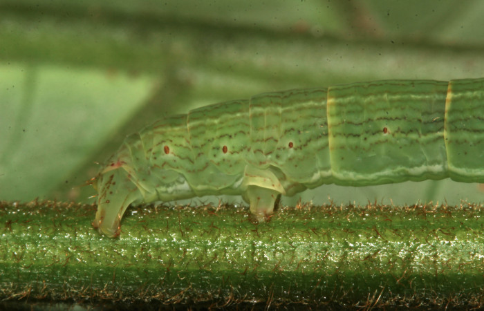 Fig. 4. Detalle patas posteriores de <i>Sphacelodes vulneraria</i></i> (Geometridae) comiendo <i>Gouania polygama</i></i> (Rhamnaceae) Voucher: 18-SRNP-31647-DHJ746688.