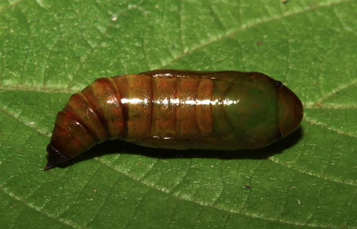 Fig. 8. Vista dorsal pupa de <i>Sphacelodes vulneraria</i></i> (Geometridae), Voucher: 18-SRNP-31647-DHJ746759.