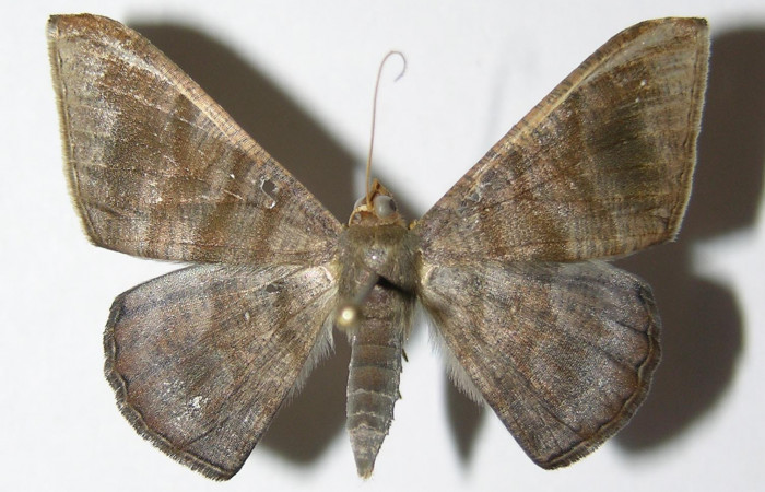 Fig. 12. Hembra de <i>Sphacelodes vulneraria</i></i> (Geometridae), vista dorsal. Voucher: 05-SRNP-12395-DHJ325574.