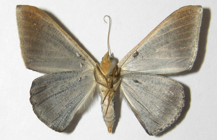 Fig. 13. Hembra de <i>Sphacelodes vulneraria</i></i> (Geometridae), vista ventral. Voucher: 05-SRNP-12395-DHJ325575.