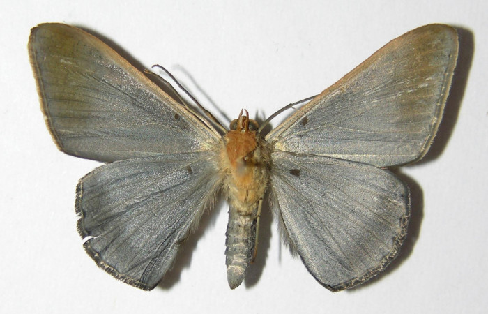 Fig. 11. Macho de <i>Sphacelodes vulneraria</i></i> (Geometridae), vista ventral. Voucher: 05-SRNP-12686-DHJ325585.
