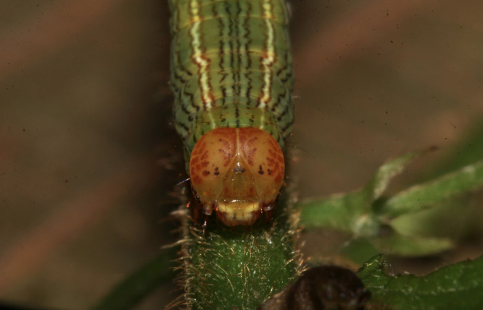 Fig. 3. Detalle cabeza de <i>Sphacelodes vulneraria</i></i> (Geometridae), comiendo <i>Gouania polygama</i></i> (Rhamnaceae). Voucher: 18-SRNP-31402-DHJ746264.