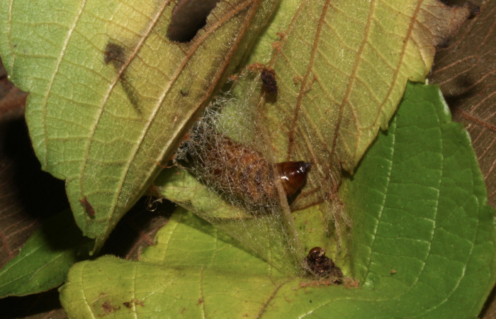 Fig. 7. Detalle capullo pupa de <i>Sphacelodes vulneraria</i></i> (Geometridae), comiendo <i>Gouania polygama</i></i> (Rhamnaceae). Voucher: 18-SRNP-31402-DHJ746369.