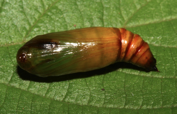 Fig. 9. Vista ventral pupa de <i>Sphacelodes vulneraria</i></i> (Geometridae). Voucher: 18-SRNP-31647-DHJ746760.