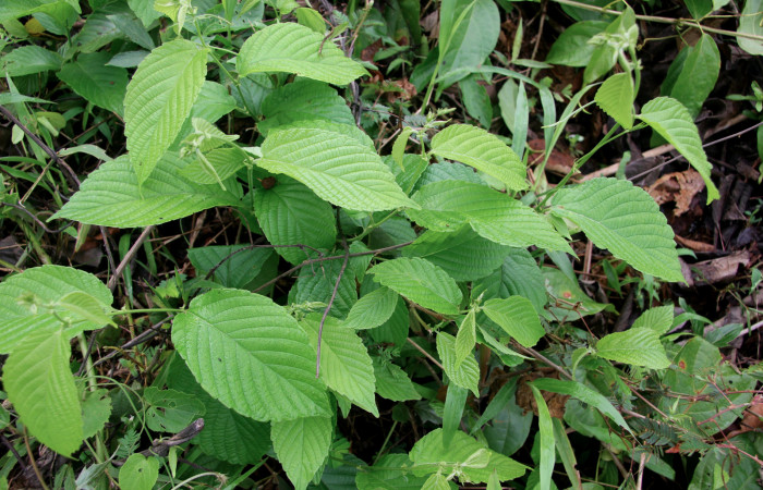 Fig. 6. <i>Gouania polygama</i></i> (Rhamnaceae). Planta hospedera de <i>Sphacelodes vulneraria</i></i> (Geometridae).