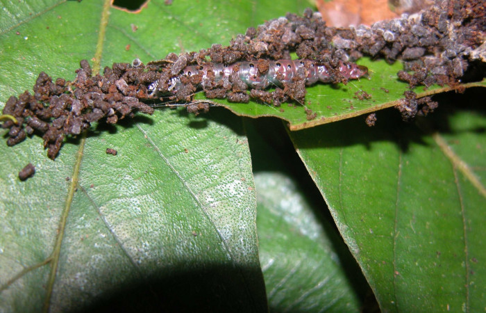 Figura 2. Larva <i>Cerconota recurvella</i></i> (Depressariidae), vista de camuflaje, localidad Loaciga, Sector Pitilla ACG (445m). Voucher: 03-SRNP-21596-DHJ90926.jpg.