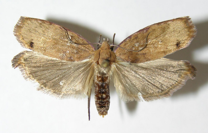 Figura 7. Adulto de <i>Cerconota recurvella</i></i> (Depressariidae), vista dorsal, localidad Pasmompa Sector Pitilla ACG (440m). Voucher: 04-SRNP-30275-DHJ340342.jpg.