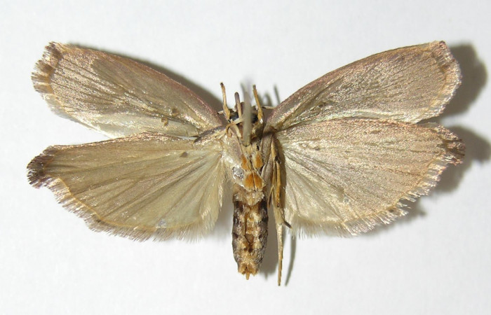 Figura 8. Adulto de <i>Cerconota recurvella</i></i> (Depressariidae), vista ventral, localidad Pasmompa Sector Pitilla ACG (440m). Voucher: 04-SRNP-30275-DHJ340343.jpg.