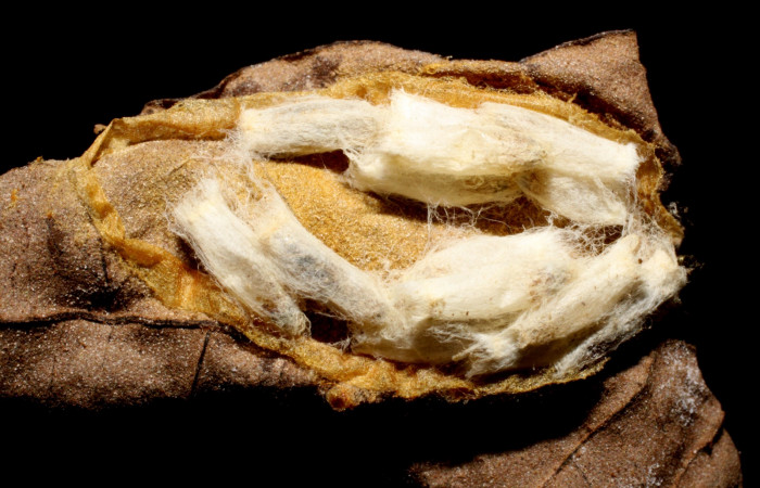 Figura 11. Capullos de parásitos <i>Hypomicrogaster</i></i> Whitfield07 (Braconidae) que ataca <i>Cerconota recurvella</i></i> (Depressariidae) vista dorsal, localidad Margarita Sector Del Oro ACG (380m). Voucher: 05-SRNP-20658-DHJ467676.jpg.