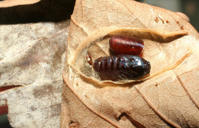 Figura 12. Restos de pupario de parásito <i>Hemisturmia</i></i> tenuipalpisDHJ03 (Tachinidae) que ataca <i>Cerconota recurvella</i></i> (Depressariidae) vista dorsal, localidad Quebrada Escondida Sector Rincón Rain Forest ACG (420m). Voucher: 07-SRNP-41281-DHJ452848.jpg.