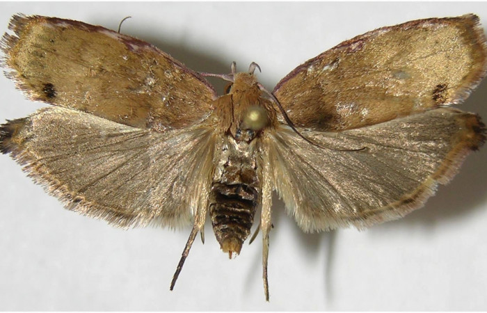 Figura 9. Adulto de <i>Cerconota recurvella</i></i> (Depressariidae), vista dorsal, localidad Sendero Tucan Sector Rincón Rain Forest ACG (410m). Voucher: 07-SRNP-41857-DHJ380362.jpg.