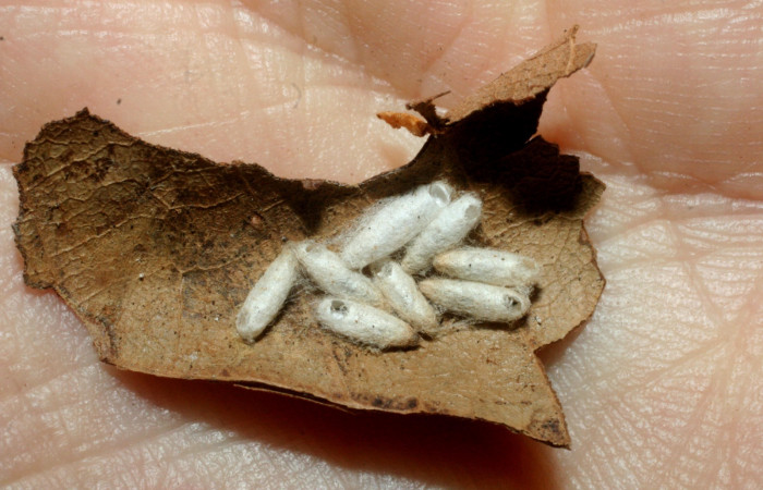 Figura 13. Capullos de parásitos <i>Apanteles</i></i> Janzen01 (Braconidae) que ataca <i>Cerconota recurvella</i></i> (Depressariidae) vista dorsal, localidad Estación Quica Sector Pitilla ACG (470m). Voucher: 08-SRNP-70918-DHJ462764.jpg.