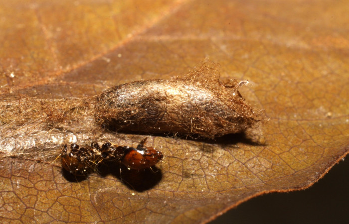 Figura 14. Capullo de parásito <i>Campoplex</i></i> NV-05 (Ichneumonidae) que ataca <i>Cerconota recurvella</i></i> (Depressariidae) vista lateral, localidad Vochysia Sector Rincón Rain Forest ACG (320m). Voucher: 09-SRNP-40923-DHJ474096.jpg.
