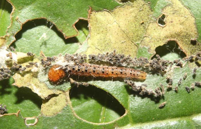 Figura 3. Larva <i>Cerconota recurvella</i></i> (Depressariidae), penúltimo estadío (PU) vista dorsal, localidad Pamomopa Sector Pitilla ACG (440m). Voucher: 17-SRNP-70317-DHJ733705.jpg.