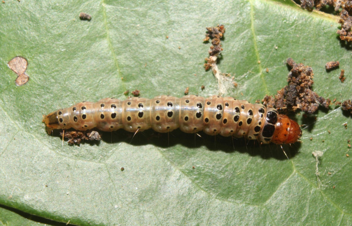 Figura 4. Larva <i>Cerconota recurvella</i></i> (Depressariidae), último estadío (U) vista dorsal, localidad Pasmompa Pitilla ACG (440m). Voucher: 17-SRNP-70317-DHJ733794.jpg.