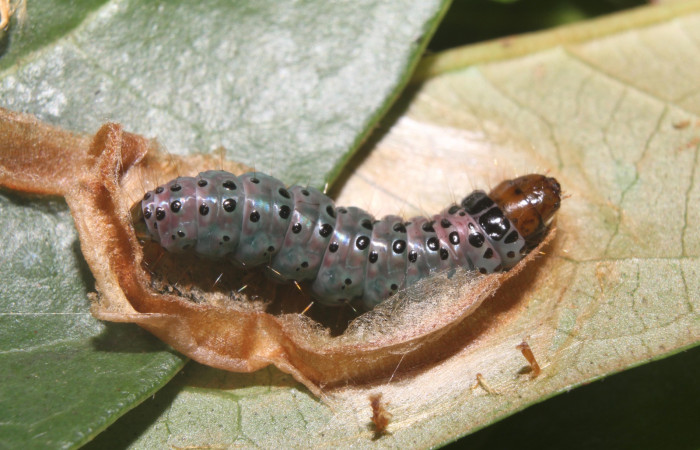 Figura 5. Larva <i>Cerconota recurvella</i></i> (Depressariidae), en estado de prepupa vista lateral, localidad Pasmompa Sector Pitilla ACG (440m). Voucher: 17-SRNP-70319-DHJ733843.jpg.