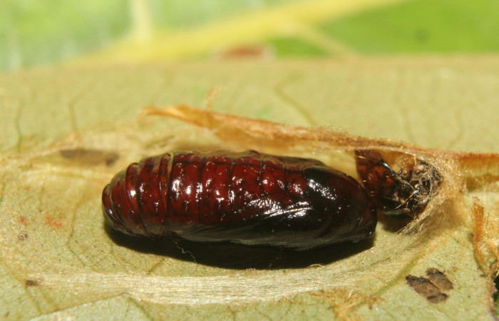 Figura 6. Pupa de <i>Cerconota recurvella</i></i> (Depressariidae), vista dorsal, localidad Pasmompa Sector Pitilla ACG (440m). Voucher: 17-SRNP-70319-DHJ733849.jpg.