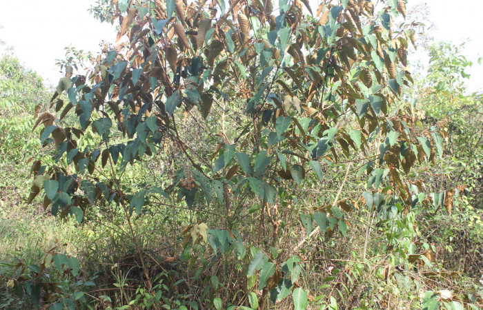 Figura 15. Planta hospedera de <i>Cerconota recurvella</i></i> (Depressariidae), planta llamada <i>Vismia baccifera</i></i> (Hypericaceae), localidad Estación Quica Sector Pitilla ACG (470m). Foto: Ricardo Calero, 10 Mayo 2018.