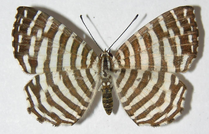 Figura 6. Adulto de <i>Hyphilaria thasus</i></i> (Riodinidae), hembra mostrando vista dorsal, localidad Calma, Sector Pitilla ACG (412m). Voucher: 10-SRNP-70541-DHJ526176.jpg.