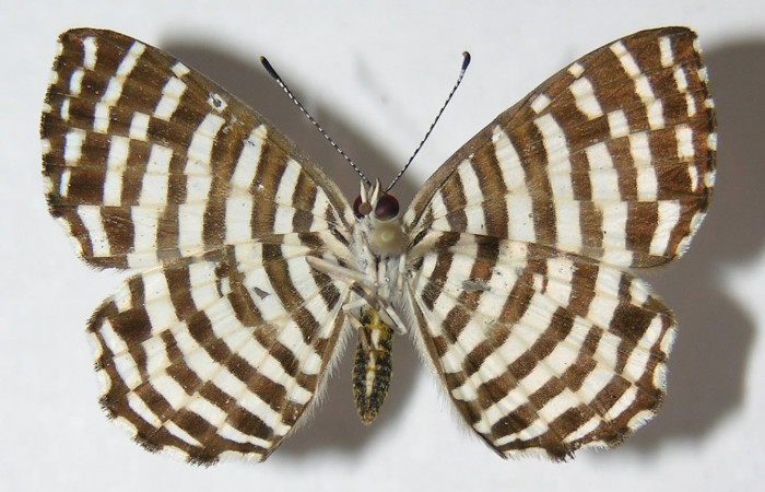 Figura 7. Adulto de <i>Hyphilaria thasus</i></i> (Riodinidae), hembra mostrando vista ventral, localidad localidad Calma, Sector Pitilla ACG (412m)). Voucher: 10-SRNP-70541-DHJ526177.jpg.