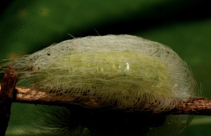 Figura 4. Larvitas de <i>Hyphilaria thasus</i></i> (Riodinidae), en último estadío (U) mostrando vista lateral, localidad Bullas Estación Quica, Sector Pitilla ACG (440m). Voucher: 10-SRNP-70742-DHJ469117.jpg.