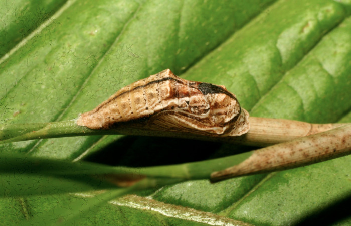 Figura 5. Pupa de <i>Hyphilaria thasus</i></i> (Riodinidae), mostrando vista lateral, localidad Medrano Estación Quica, Sector Pitilla ACG (380m). Voucher: 10-SRNP-70742-DHJ474612.jpg.