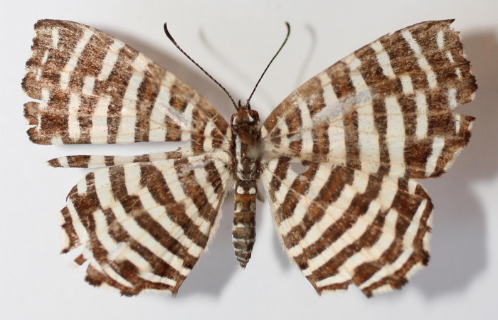 Figura 1. Adulto de larva <i>Hyphilaria thasus</i></i> (Riodinidae), mostrando vista dorsal, localidad Estación Los Almendros, Sector El Hacha ACG (290). Voucher:12-SRNP-20415-DHJ585050.jpg.