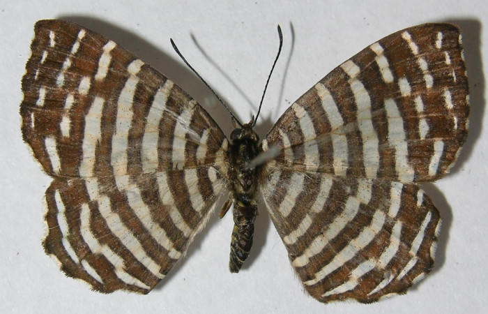 Figura 8. Adulto de larva <i>Hyphilaria thasus</i></i> (Riodinidae), (macho), mostrando vista dorsal, localidad Estción Quica, Sector Pitilla ACG (470). Voucher: 12-SRNP-72165-DHJ567444.jpg.