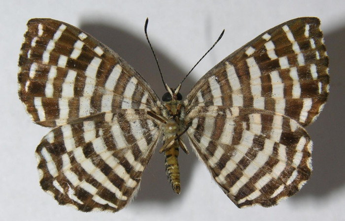 Figura 9. Adulto de larva <i>Hyphilaria thasus</i></i> (Riodinidae), (macho), mostrando vista ventral, localidad Estción Quica, Sector Pitilla ACG (470). Voucher: 12-SRNP-72165-DHJ567445.jpg.