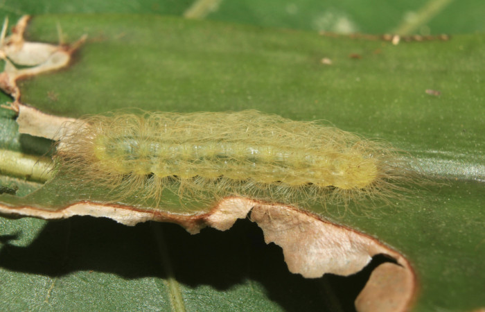 Figura 3. Larvitas de <i>Hyphilaria thasus</i></i> (Riodinidae), en penúltimo estadío (PU) mostrando vista lateral, localidad Pasmompa, Sector Pitilla ACG (440m). Voucher: 18-SRNP-71357-DHJ742693.jpg.