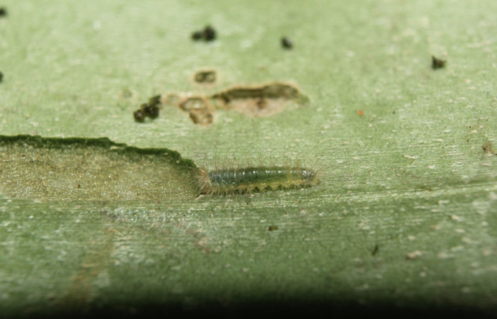 Figura 2. Larvitas de <i>Hyphilaria thasus</i></i> (Riodinidae), en tercer estadío (PPU) mostrando vista dorsal, localidad Pasmompa, Sector Pitilla ACG (440m). Voucher: 18-SRNP-71389-DHJ742741.jpg.