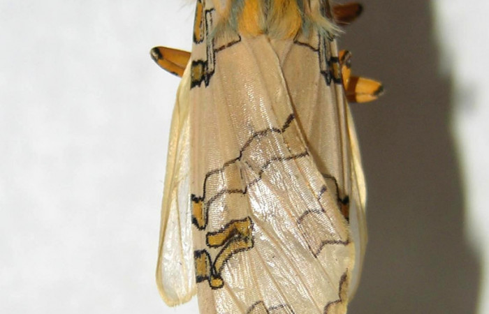 Figura 14. Detalle del adulto, <i>Halysidota orientalis</i></i> (Erebidae). (06-SRNP-7936-DHJ360946).