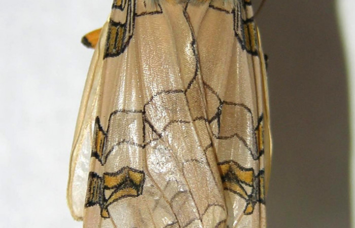 Figura 15. Detalle del adulto, <i>Halysidota orientalis </i></i>(Erebidae). (06-SRNP-7940-DHJ360949).