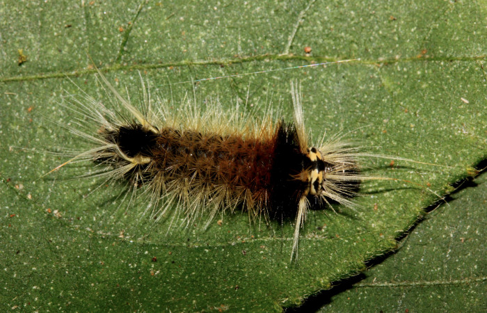 Figura 3. Detalle dorsal en tercer estadíos, <i>Halysidota orientalis</i></i> (Erebidae). (19-SRNP-26464-DHJ761211). 