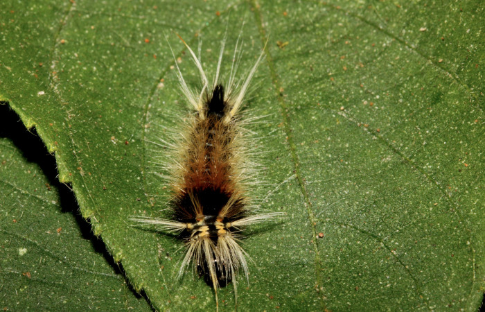 Figura 4. Detalle dorsal <i>Halysidota orientalis</i></i> (Erebidae). (19-SRNP-26464-DHJ761214).
