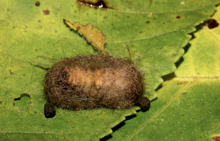 Figura 9. Detalle de prepupa, <i>Halysidota orientalis</i></i> (Erebidae). (19-SRNP-26472-DHJ761241).