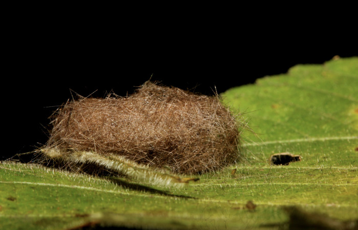 Figura 10. Detalle de prepupa, <i>Halysidota orientalis</i></i> (Erebidae). (19-SRNP-26472-DHJ761245).