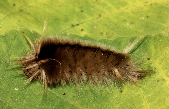 Figura 6. Detalle en su último estadíos <i>Halysidota orientalis</i></i> (Erebidae). (19-SRNP-26504-DHJ761246). 