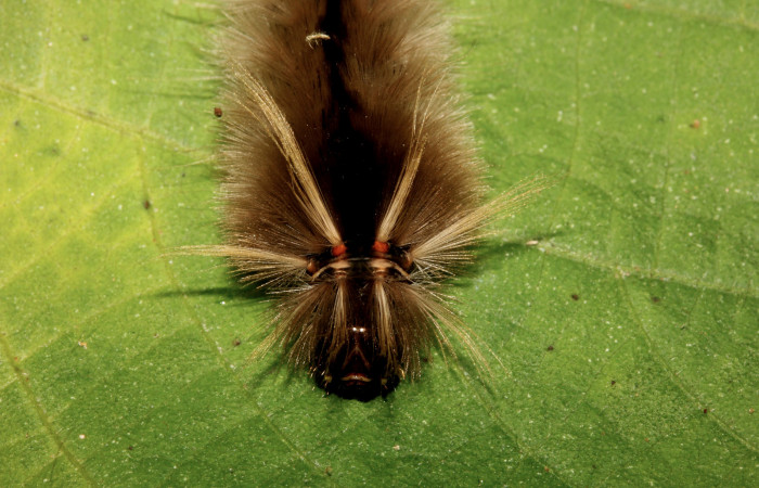 Figura 7. Detalle de cabeza, <i>Halysidota orientalis</i></i> (Erebidae). (19-SRNP-26504-DHJ761250).