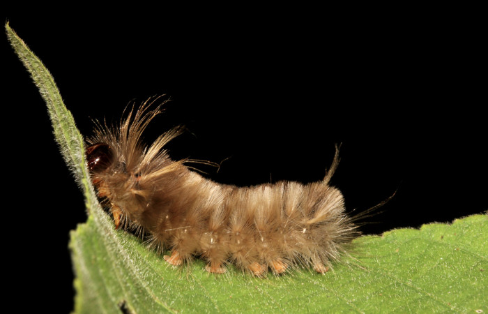 Figura 5. Detalle de alimentación <i>Halysidota orientalis</i></i> (Erebidae). (19-SRNP-26504-DHJ761253).