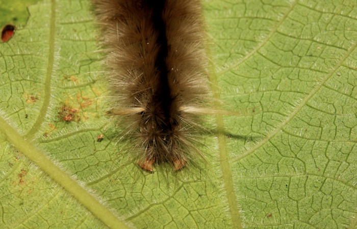 Figura 8. Detalle de extremo, <i>Halysidota orientalis</i></i> (Erebidae). (19-SRNP-26504-DHJ761254).