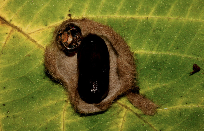 Figura 11. Detalle de pupa, <i>Halysidota orientalis</i></i> (Erebidae). (19-SRNP-26504-DHJ761297).